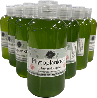 Phytoplankton PNG