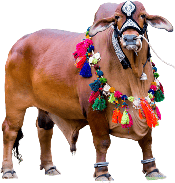 Indian Cow PNG
