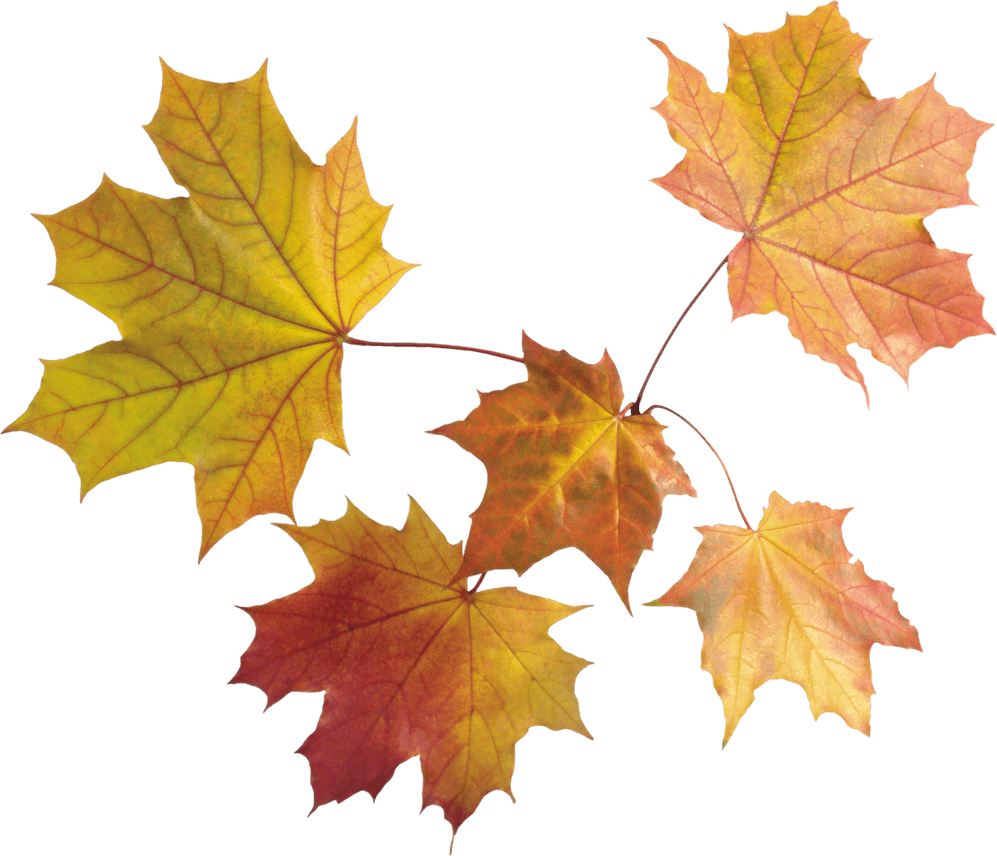 Fall Leaves PNG