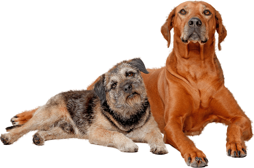 Petting Dog PNG