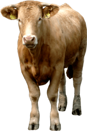 Cows PNG
