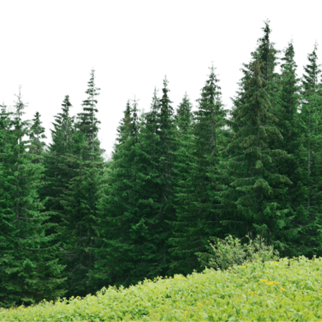Picsart Forest PNG