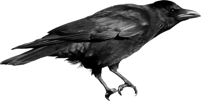 American Crow PNG