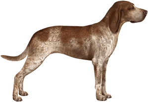 Hunting Dog PNG