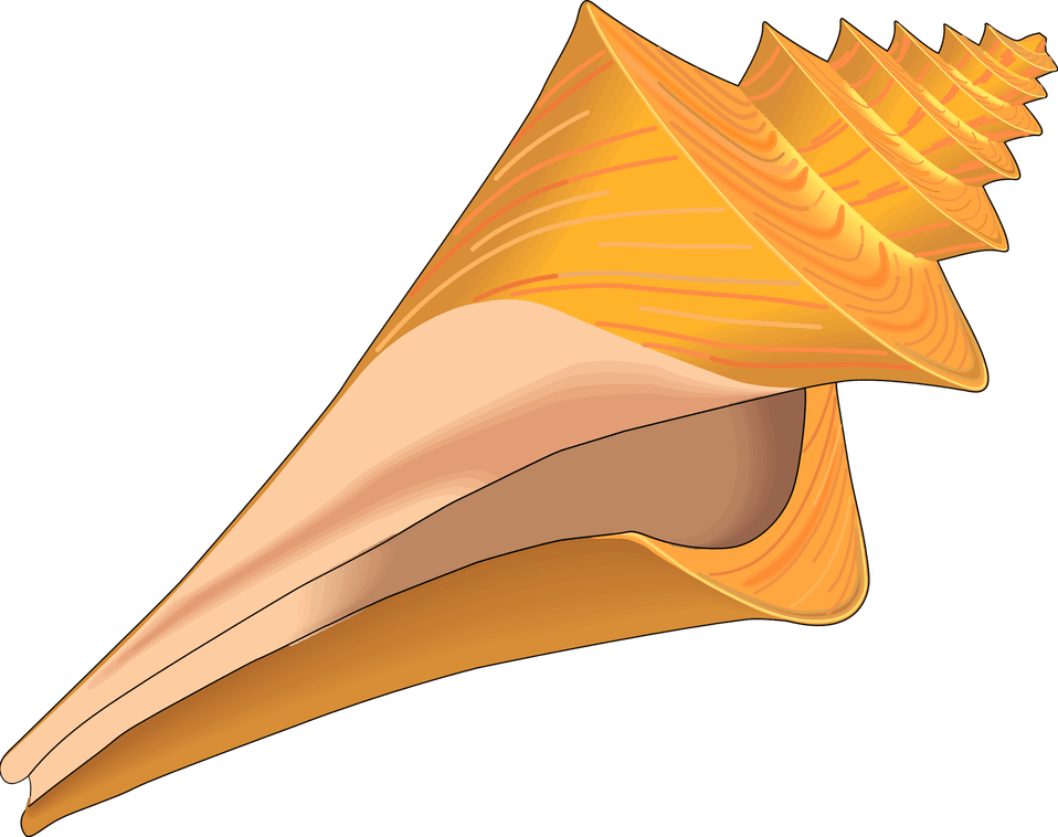 Seashell PNG