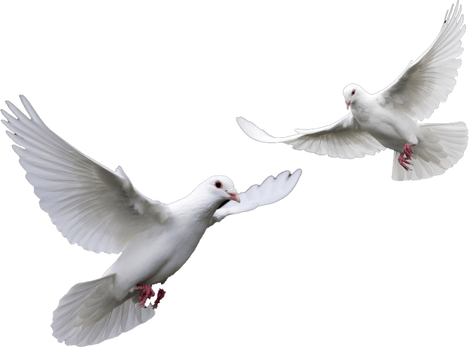 Flying Dove PNG