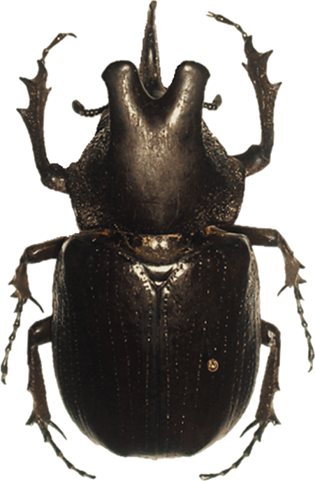 Beetle PNG