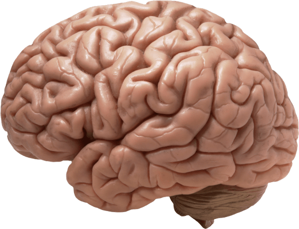 Brain PNG