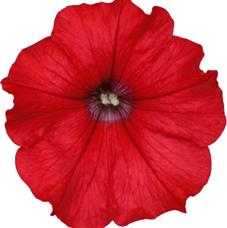 Petunia PNG