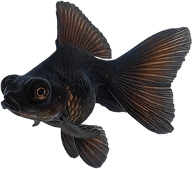 Ornamental Fish PNG