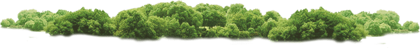 Forest PNG