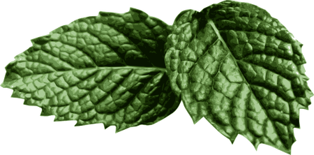 Mint PNG
