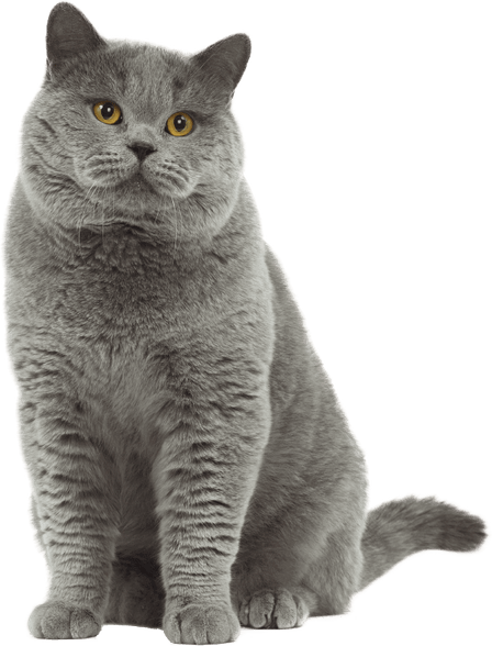 British Shorthair Cat PNG