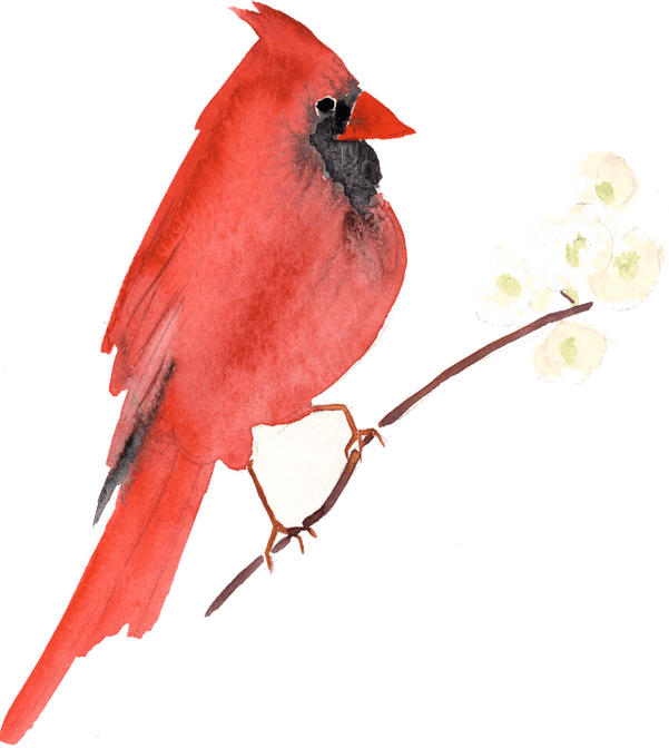 Pied Northern Cardinal PNG