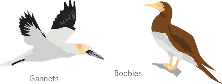 Cormorant PNG