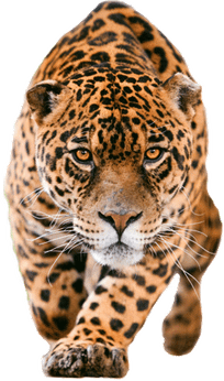 Jaguar PNG