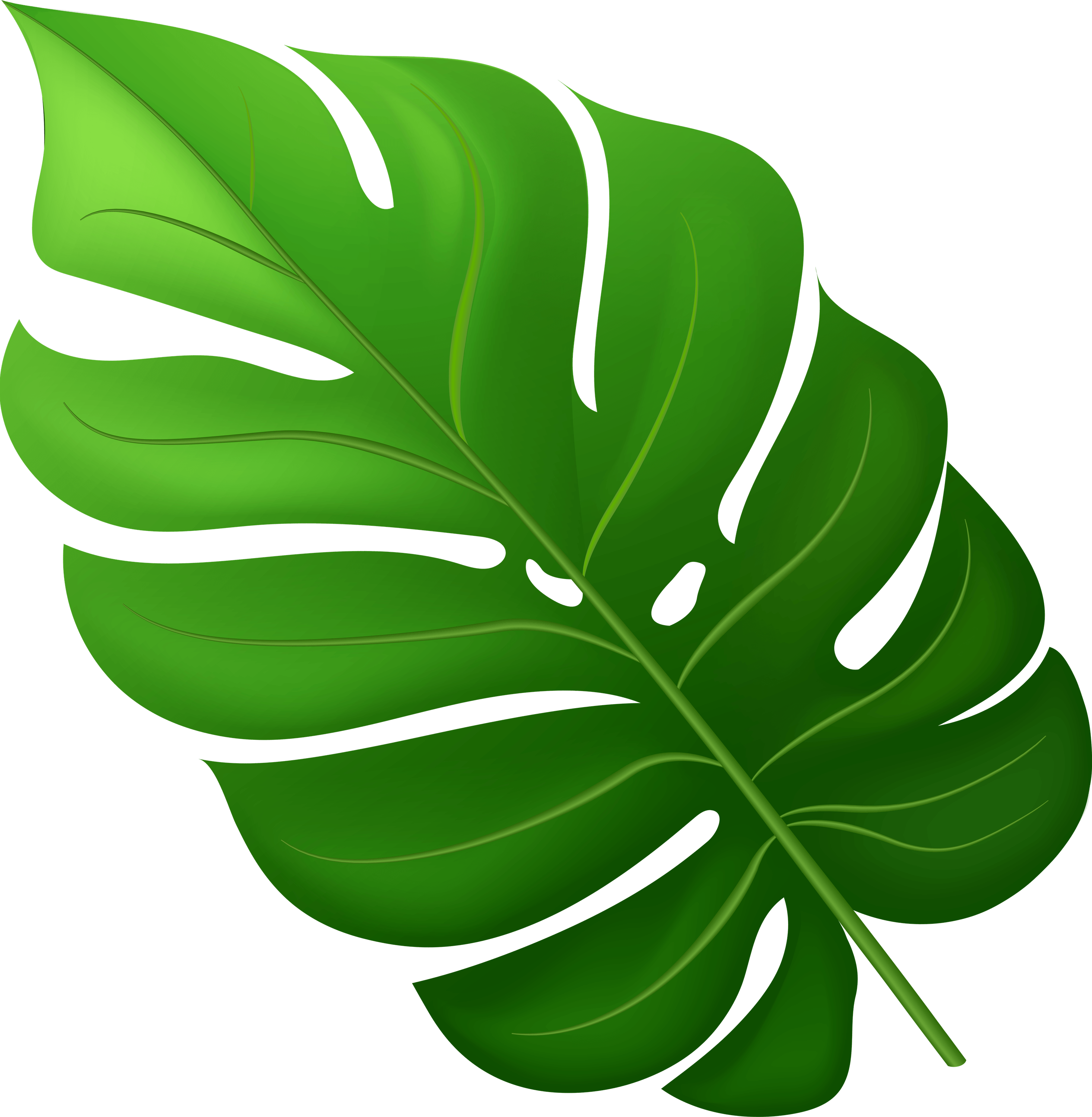 Jungle Leaf PNG