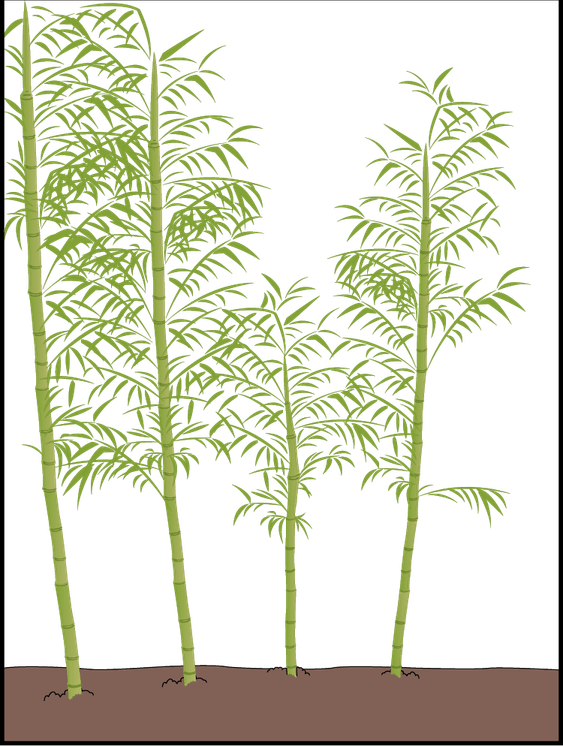 Bamboo Shoot PNG