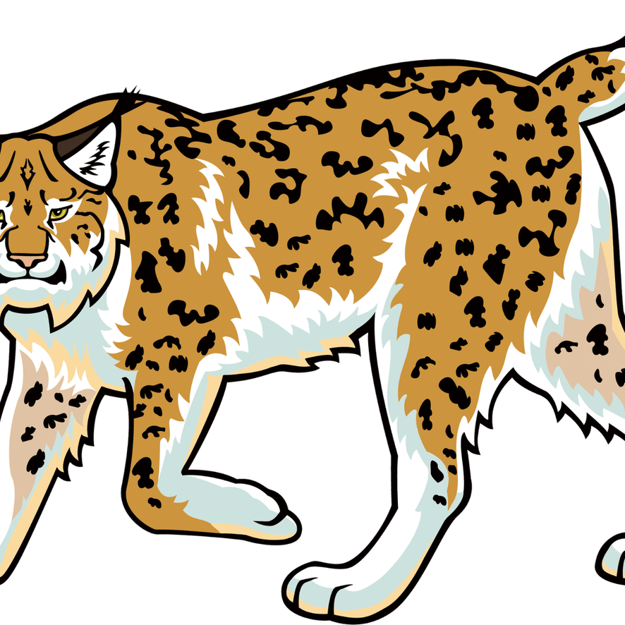 Bobcats PNG