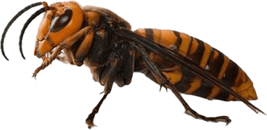 Murder Hornet PNG