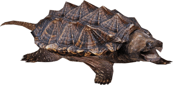 Snapping Turtle PNG