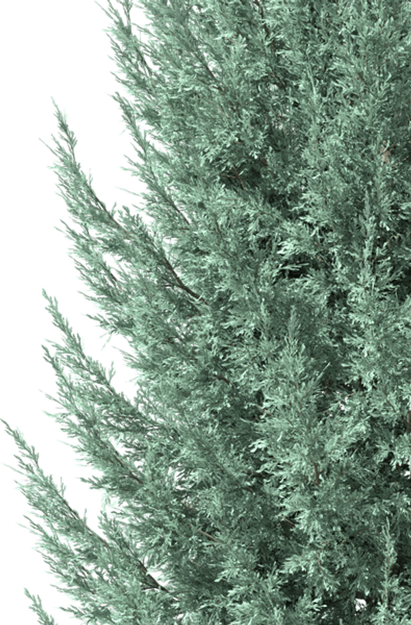 Juniper Tree PNG