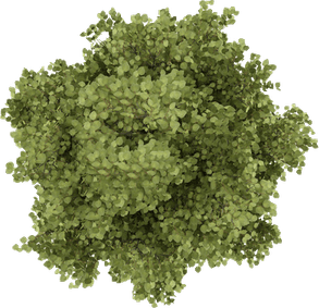 Tree Top View PNG