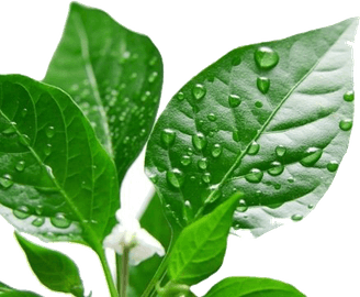 Green Leaves PNG
