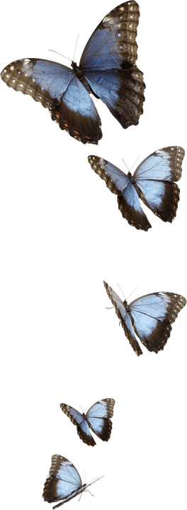Flying Blue Butterfly PNG