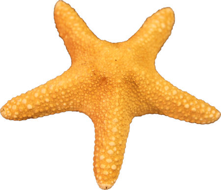 Starfish PNG