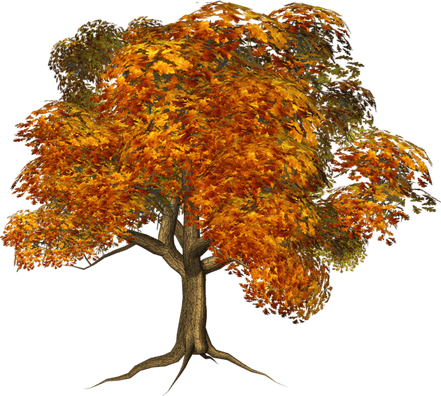 Fall Tree PNG