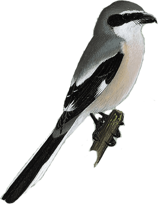 Shrike PNG