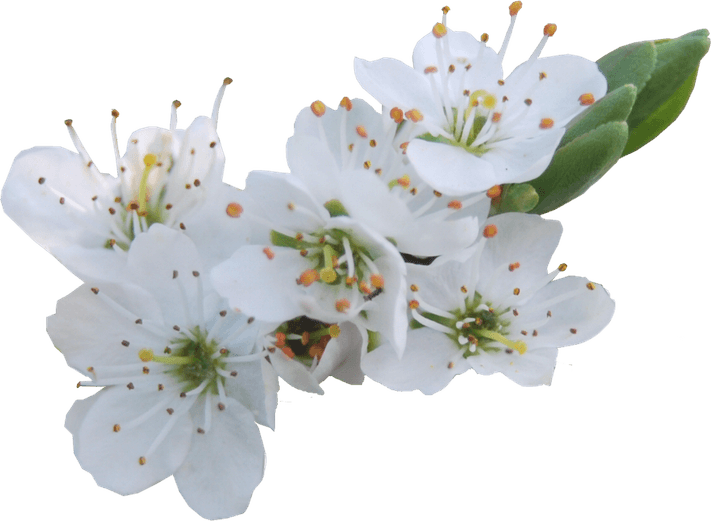 Blossom PNG