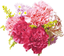 Carnation PNG