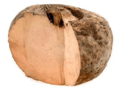 Elephant Root Yam PNG