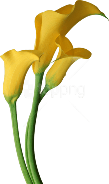 Callalily PNG