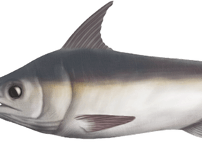 Sword Fish PNG
