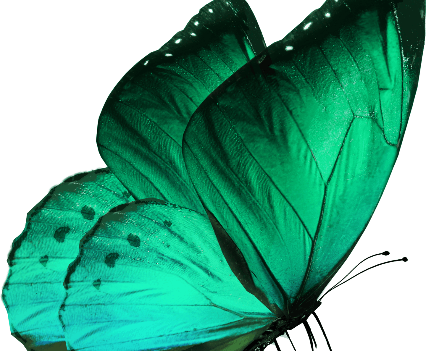 Green Butterfly PNG