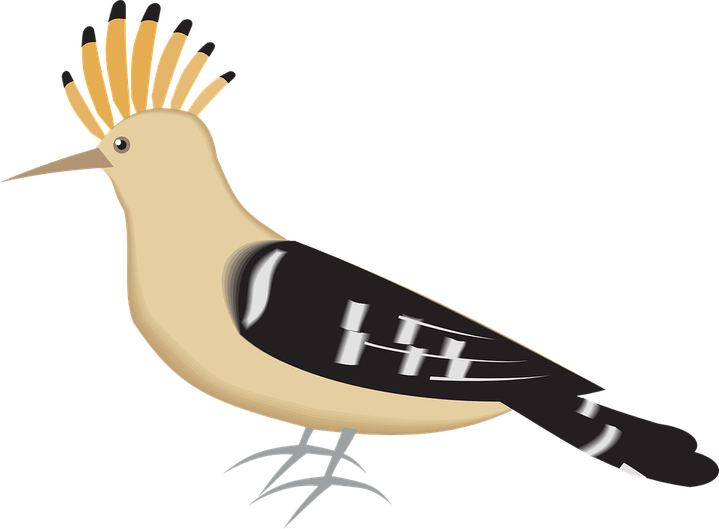 Hoopoes PNG