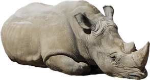 Rhinoceros PNG