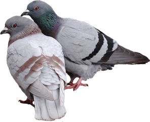 Pigeon PNG