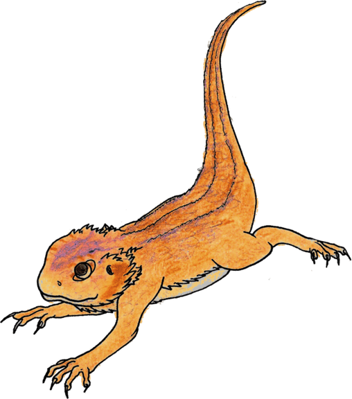 Bearded Dragon PNG