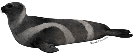 Harbor Seal PNG