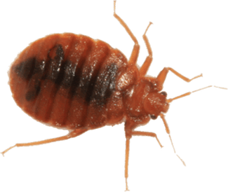 Bed Bugs PNG