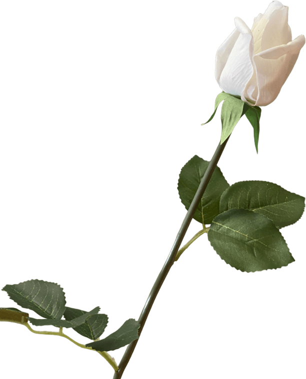 Real White Flower PNG