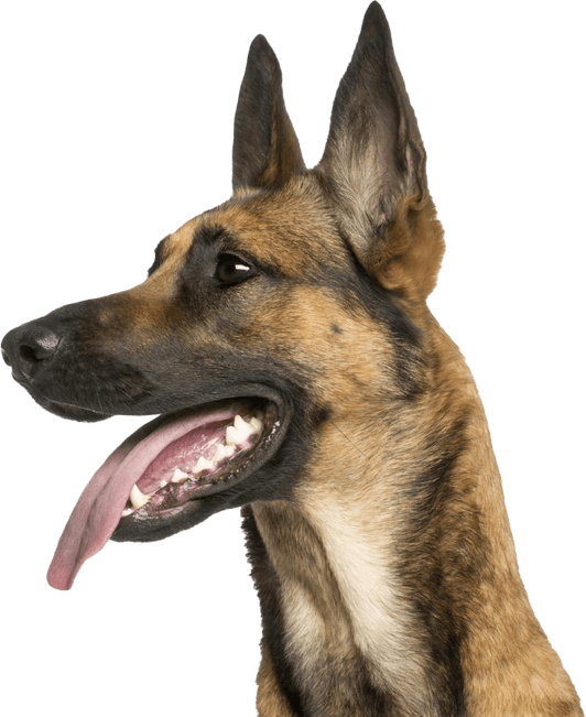 German Shepherd PNG