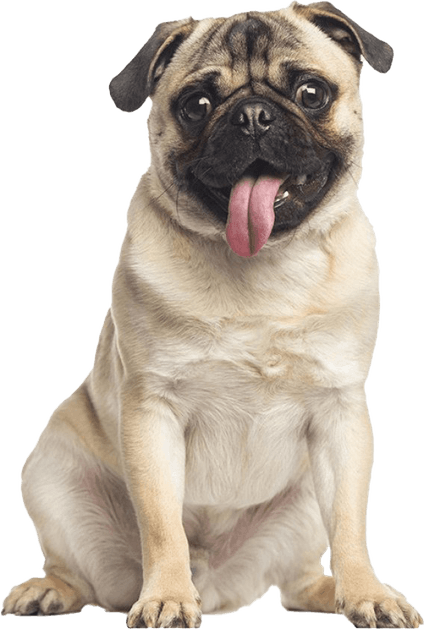 Pug PNG