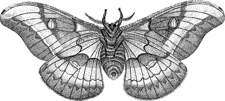 Moth PNG
