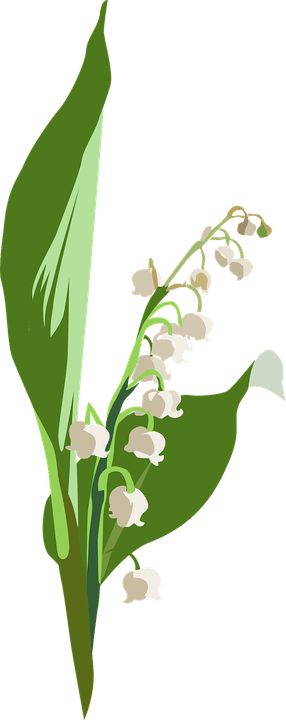 Lily Of The Valley PNG