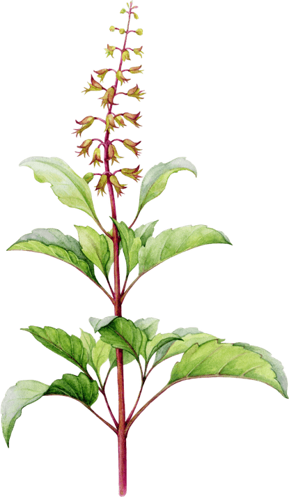 Basil Flower PNG